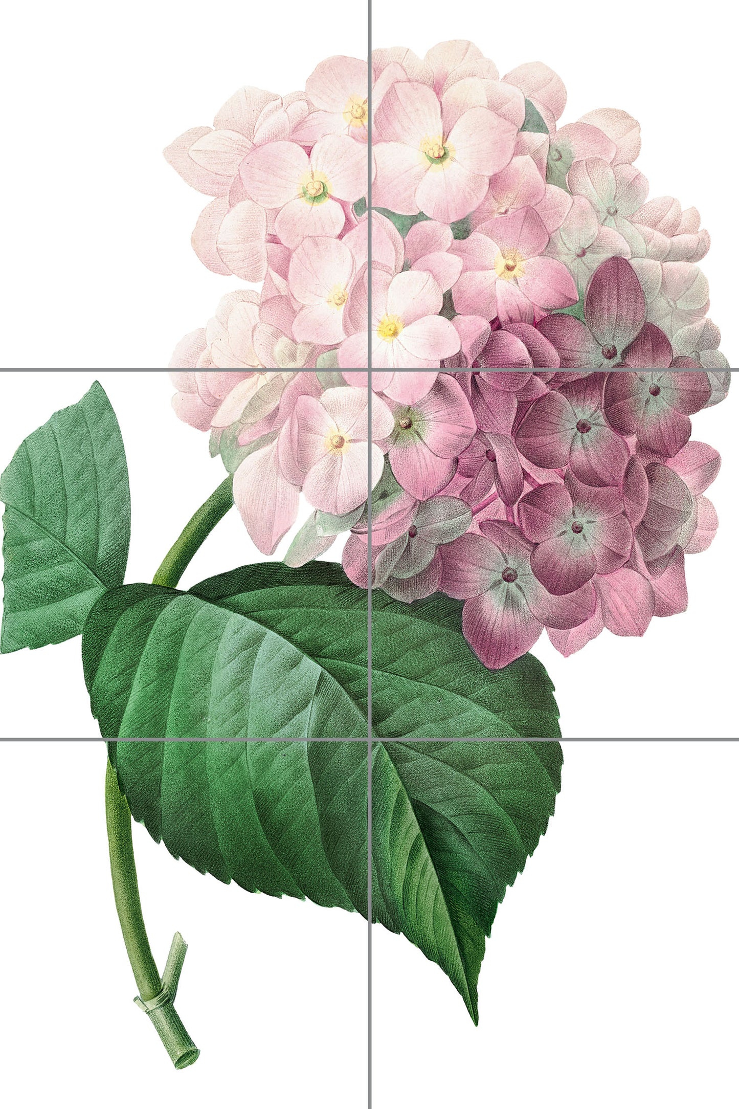 Tile Mural/Mosaic Ceramic Panel Hydrangea Flower - Pierre-Joseph Redoute - Flower Wall Art - Vintage Botanical Print - Floral Wall Art