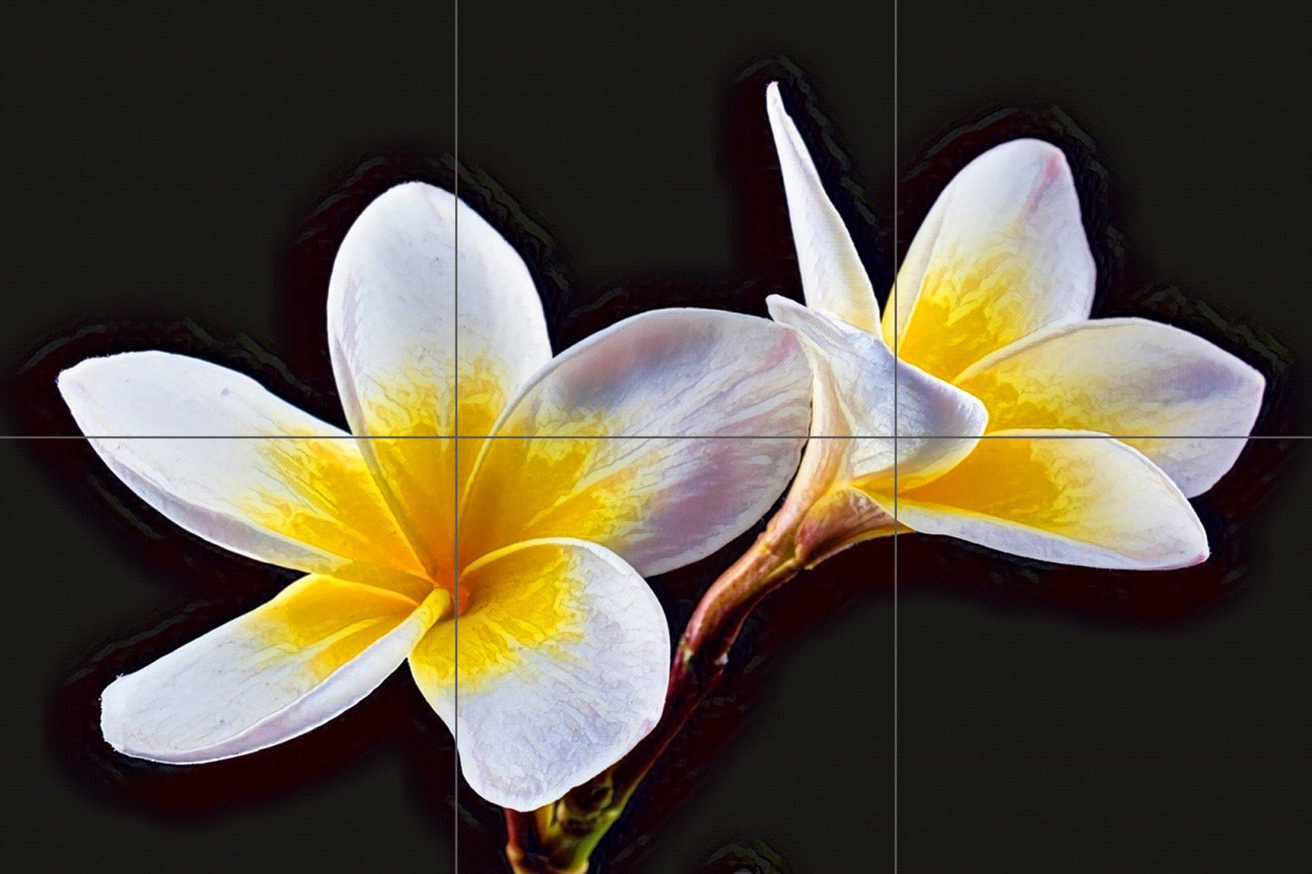 Tile Mural/Mosaic Ceramic Panel of Frangipani Flowers- Frangipani Wall Print - Floral Wall Art- Flower Tile Mural -Gloss Tiles - Tile Mosaic