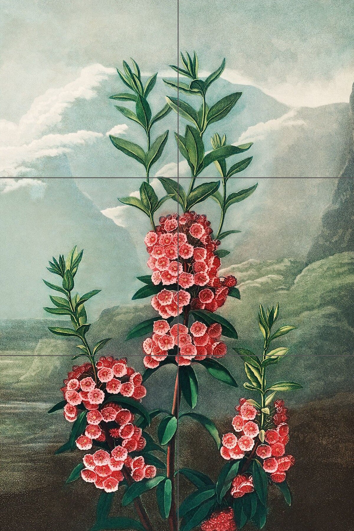 Tile Mural/Mosaic Ceramic Panel of a Kalmia by Robert John Thornton - Colourful Wall Nature Art - Tile Mural - Gloss Tiles - Tile Mosaic