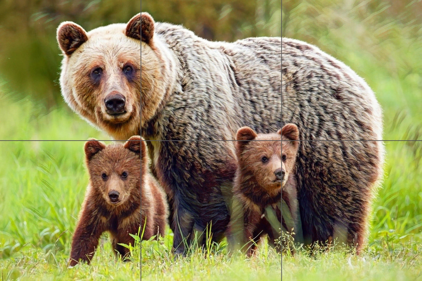 Tile Mural/Mosaic Ceramic Panel of a Grizzly Bear with Cubs - Bear wall print - Bear Tile Mural - Wildlife print - Gloss Tiles - Tile Mosaic