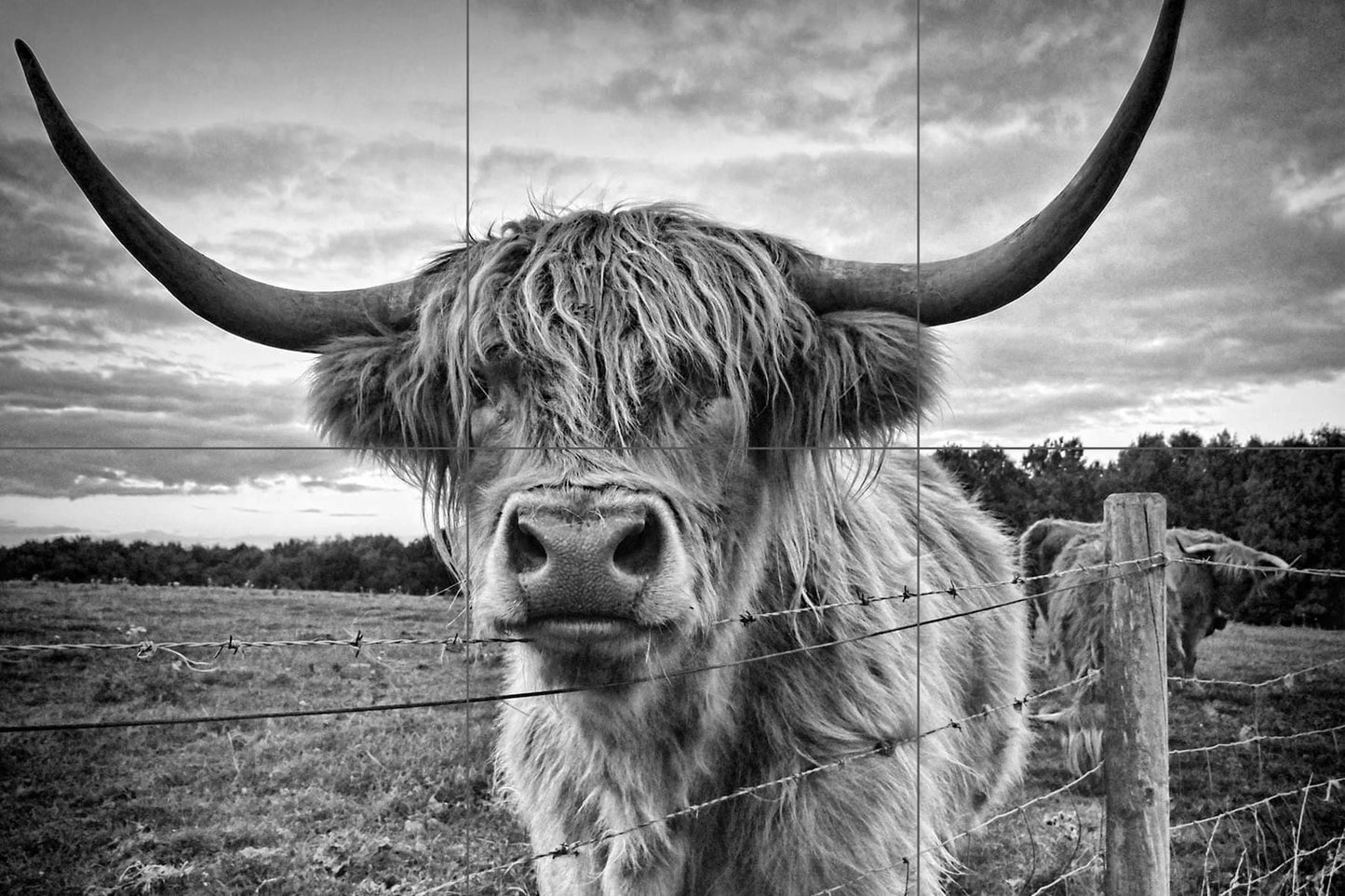 Tile Mural/Mosaic Ceramic Panel of a Scottish Highland Cow - Yak wall print - Scottish Cow print - Tile Mural - Gloss Tiles - Tile Mosaic