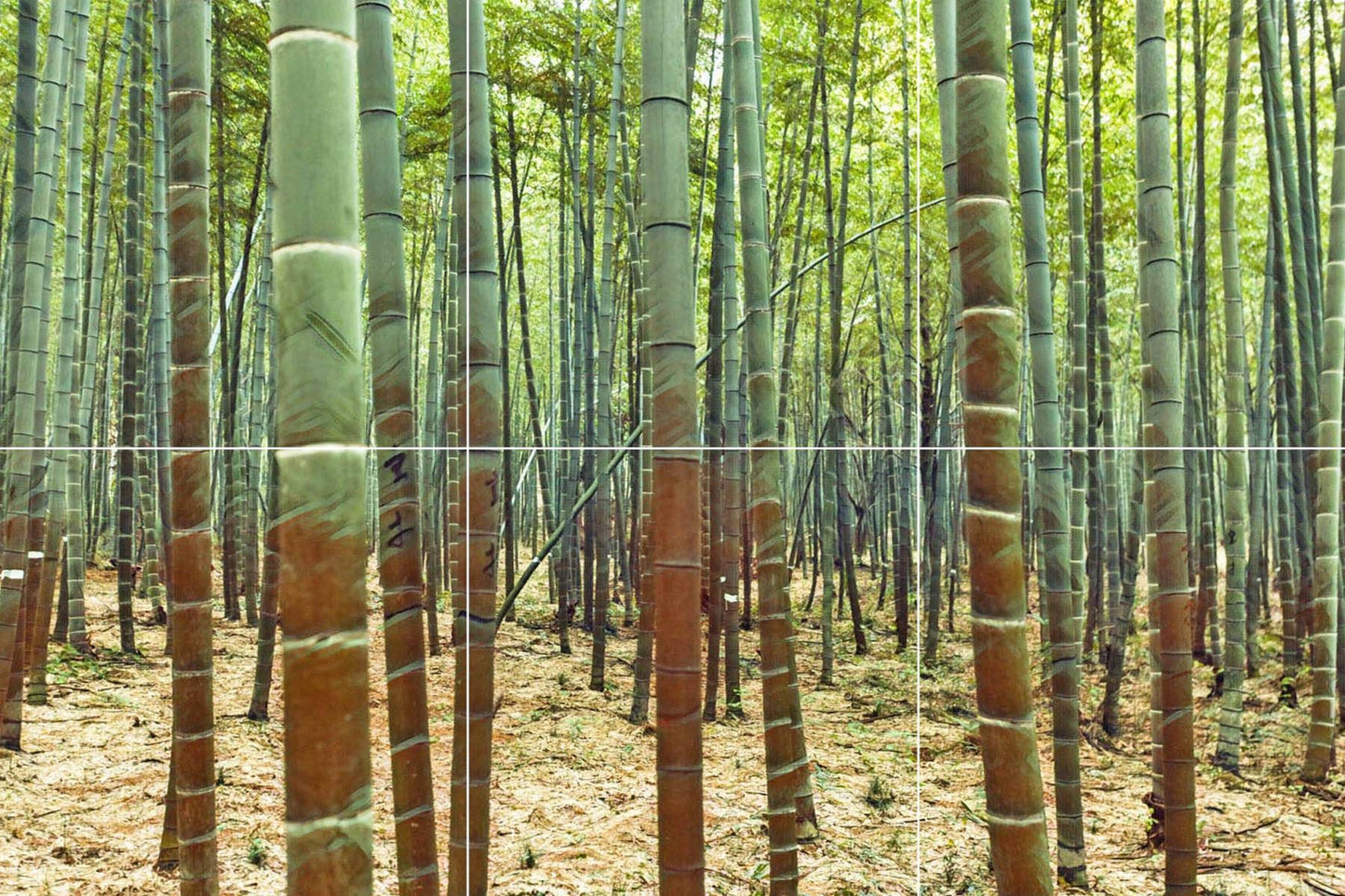 Tile Mural/Mosaic Ceramic Panel of Bamboo Tree Forest - Japanese Landscape - Bamboo wall Print - Tile Mural - Gloss Tiles - Tile Mosaic