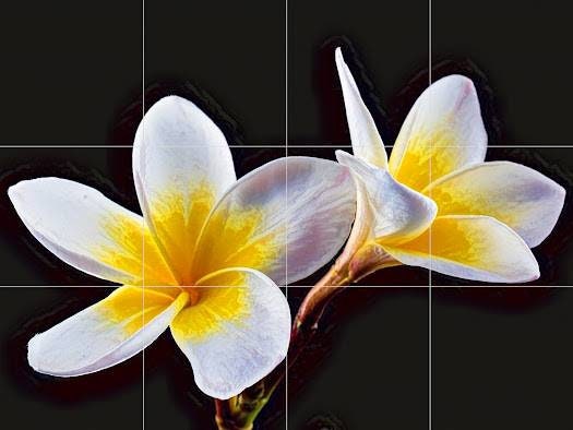 Tile Mural/Mosaic Ceramic Panel of Frangipani Flowers- Frangipani Wall Print - Floral Wall Art- Flower Tile Mural -Gloss Tiles - Tile Mosaic