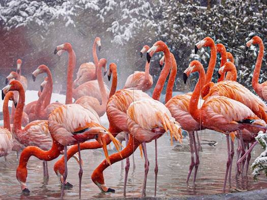Tile Mural/Mosaic Ceramic Panel of Flamingos in the snow - Bird Wall Nature Art - Flamingos wall print - Home Decor -Tile Mosaic -wall tiles