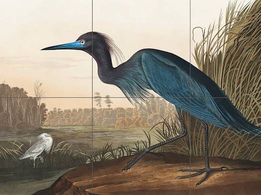 Tile Mural/Mosaic Ceramic Panel of a Blue Crane, Heron- John James Audubon - Wall Nature Art - Tile Mural - Gloss Tiles - Bird Tile Mosaic