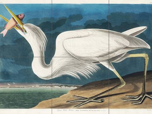 Tile Mural/Mosaic Ceramic Panel of John James Audubon Great White Heron -Audubon Print - Tile Mural - Gloss Tiles - Bird Tile Mosaic