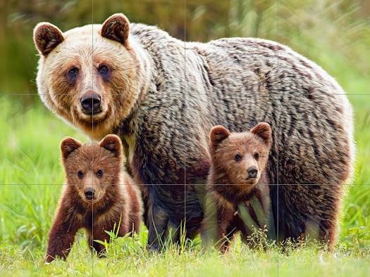 Tile Mural/Mosaic Ceramic Panel of a Grizzly Bear with Cubs - Bear wall print - Bear Tile Mural - Wildlife print - Gloss Tiles - Tile Mosaic