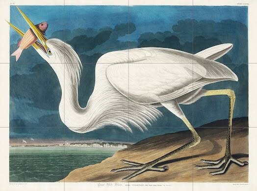 Tile Mural/Mosaic Ceramic Panel of John James Audubon Great White Heron -Audubon Print - Tile Mural - Gloss Tiles - Bird Tile Mosaic