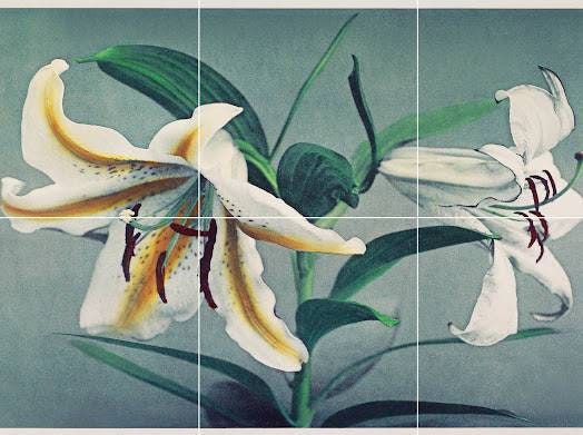 Tile Mural/Mosaic Ceramic of Kazumasa Ogawa Lily - Lily Tile Mural - Gloss Tiles - Flower Art Print - Tile Mosaic - Japanese Wall Print