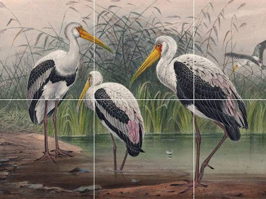 Tile Mural/Mosaic Ceramic Panel of Joseph Wolf Indian Wood Ibis - Ibis wall print - Wood Ibis - Tile Mural - Gloss Tiles - Bird Tile Mosaic