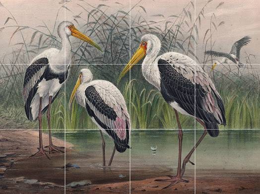 Tile Mural/Mosaic Ceramic Panel of Joseph Wolf Indian Wood Ibis - Ibis wall print - Wood Ibis - Tile Mural - Gloss Tiles - Bird Tile Mosaic