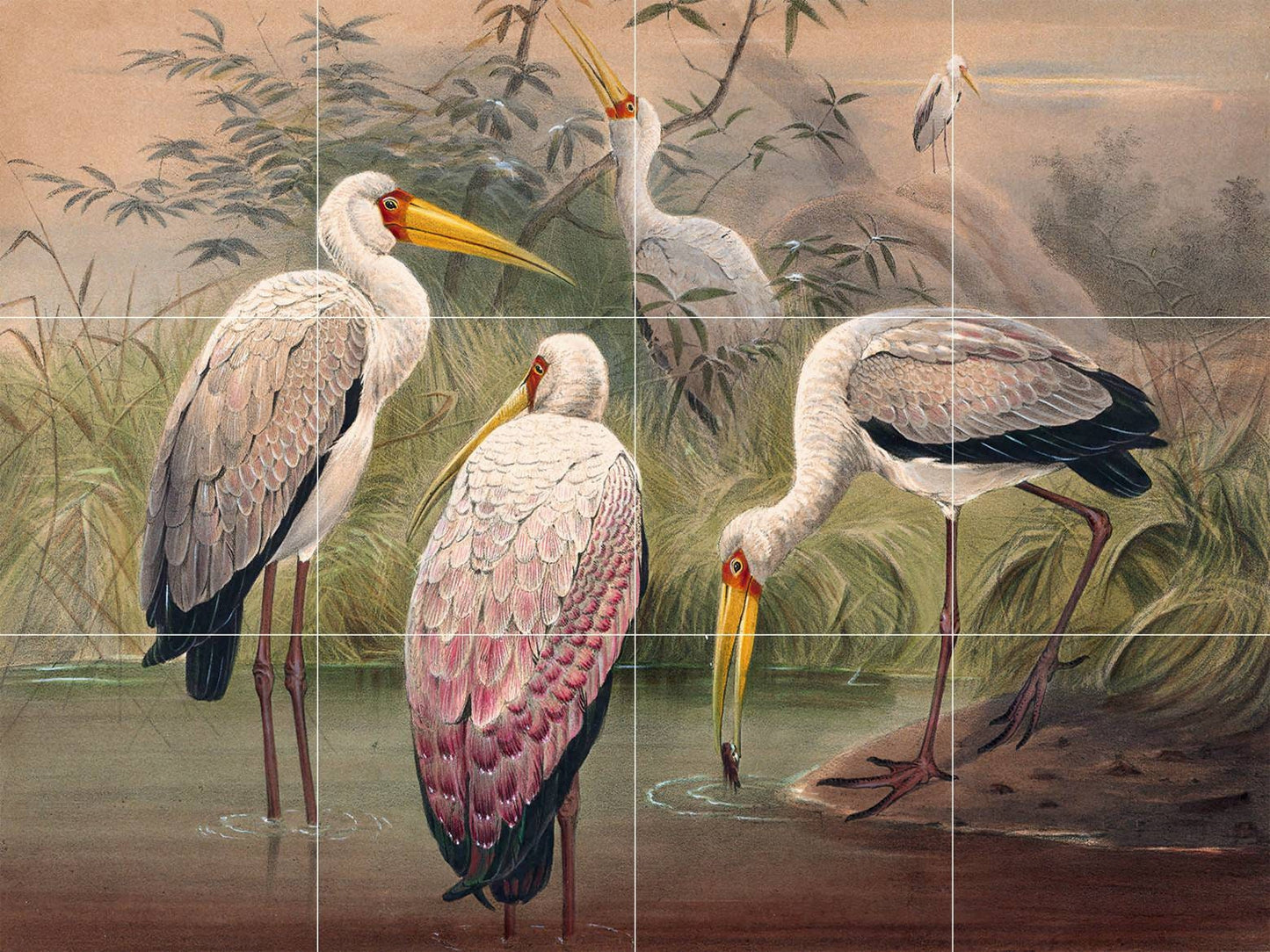 Tile Mural/Mosaic Ceramic Panel of The African Wood Ibis - Joseph Wolf Print - Birds Art Print - Tile Mural - Gloss Tiles - Bird Tile Mosaic
