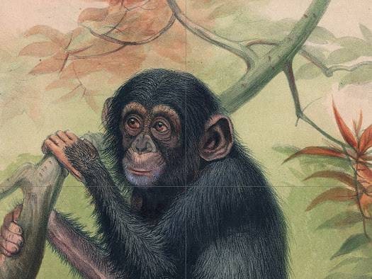 Tile Mural/Mosaic Ceramic Panel of Chimpanzee - Joseph Wolf - Monkey Wall Art Print Decor - Chimpanzee Painting - Gloss Tiles - Tile Mosaic
