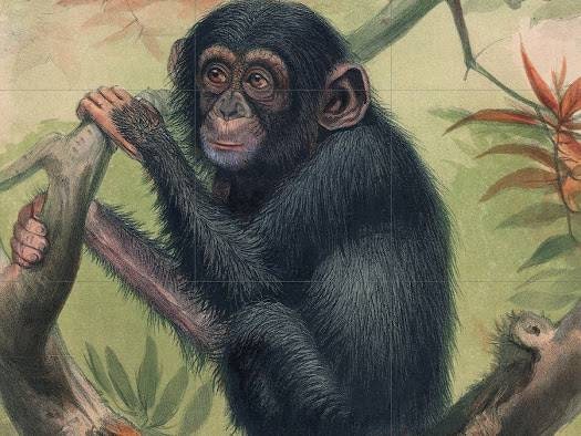 Tile Mural/Mosaic Ceramic Panel of Chimpanzee - Joseph Wolf - Monkey Wall Art Print Decor - Chimpanzee Painting - Gloss Tiles - Tile Mosaic