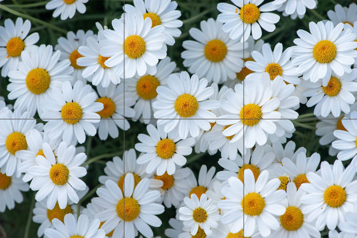 Tile Mural/Mosaic Ceramic of Daisy Flowers - Flower Mural - Home Decor Print - Floral Wall Art - Daisy Mural - Gloss Tiles - Tile Mosaic