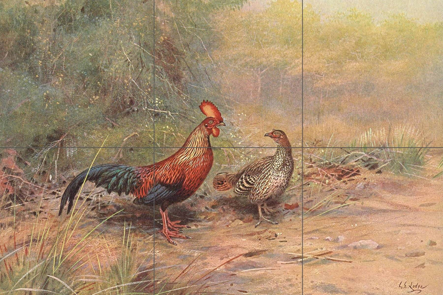Tile Mural/Mosaic Ceramic Panel Ceylon Junglefowl Painting - Edward Lodge print - Rooster Tile Mural - Gloss Tiles - Bird Tile Mosaic