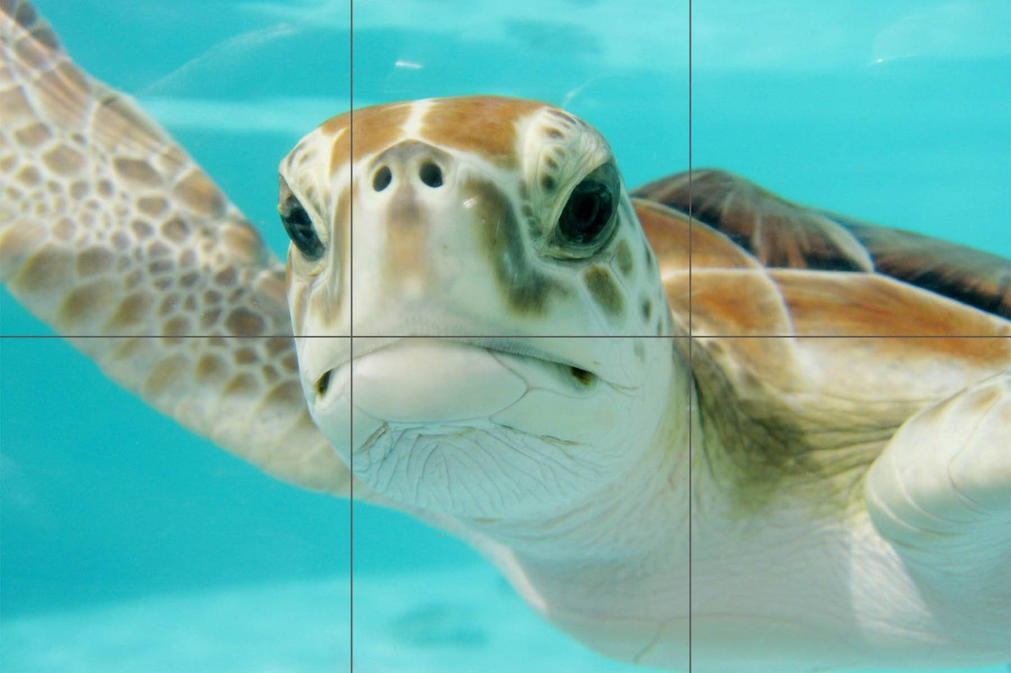 Tile Mural/Mosaic Ceramic Panel of an Ocean Undersea Sea Turtle - Sea Turtle wall print - Turtle Tile Mural - Home Decor - Tile Mosaic