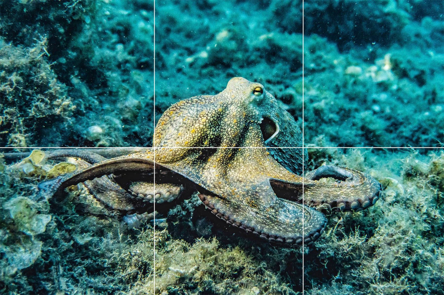 Tile Mural/Mosaic Ceramic Panel of Octopus - Underwater World Wall Art - Tile Mural Art Print - Octopus Mural - Home Decor - Tile Mosaic