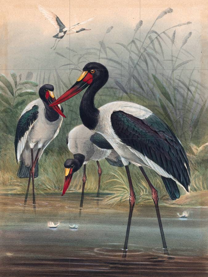 Tile Mural/Mosaic Ceramic Panel of The Saddle-Billed Stork- Joseph Wolf Birds Art Print - Tile Mural - Gloss Tiles - Bird Tile Mosaic