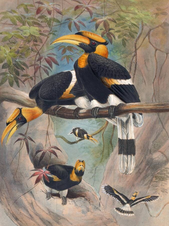 Tile Mural/Mosaic Ceramic Panel of The Rhinoceros Hornbill- Joseph Wolf - Wall Birds Art Print - Tile Mural - Gloss Tiles - Bird Tile Mosaic