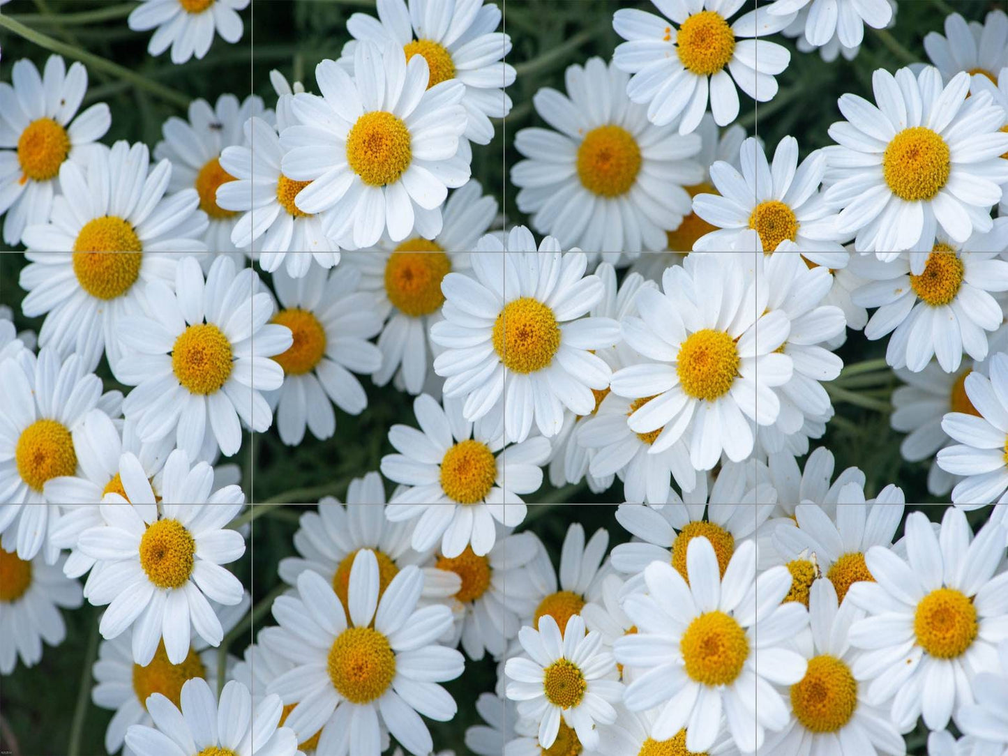 Tile Mural/Mosaic Ceramic of Daisy Flowers - Flower Mural - Home Decor Print - Floral Wall Art - Daisy Mural - Gloss Tiles - Tile Mosaic