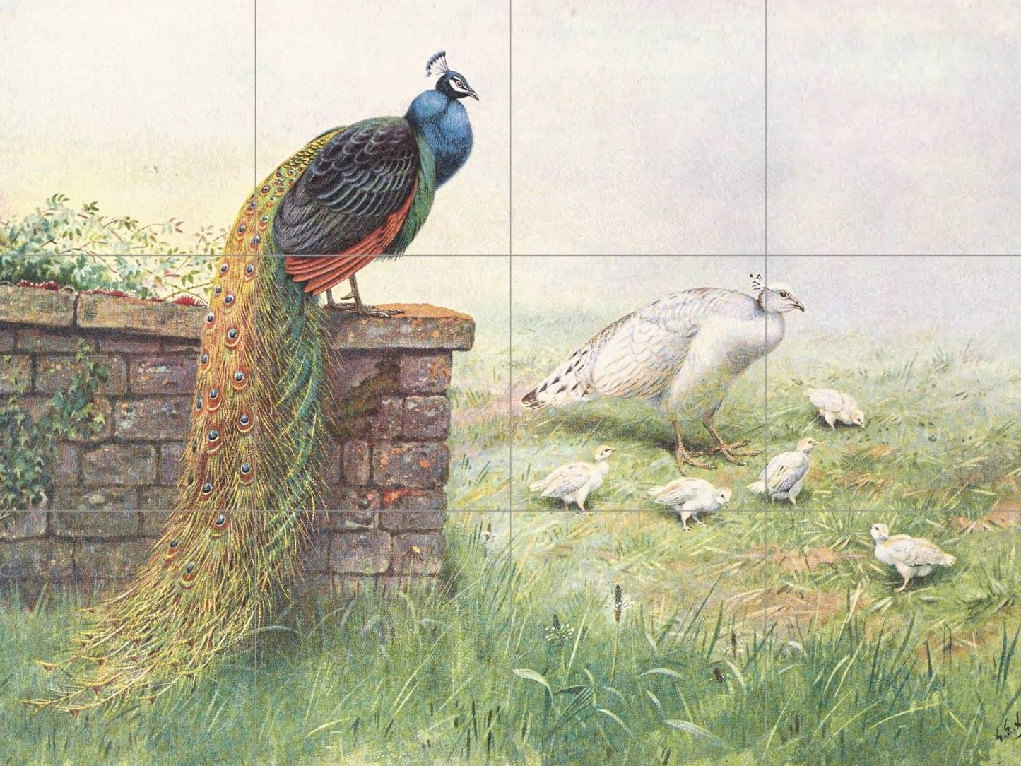 Tile Mural/Mosaic Ceramic Panel of - Peacock Bird Mural - Home Decor - Bird Tile Mosaic - Bird Wall Art - Bird Print - Peacock Painting