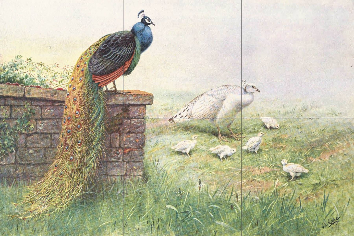 Tile Mural/Mosaic Ceramic Panel of - Peacock Bird Mural - Home Decor - Bird Tile Mosaic - Bird Wall Art - Bird Print - Peacock Painting