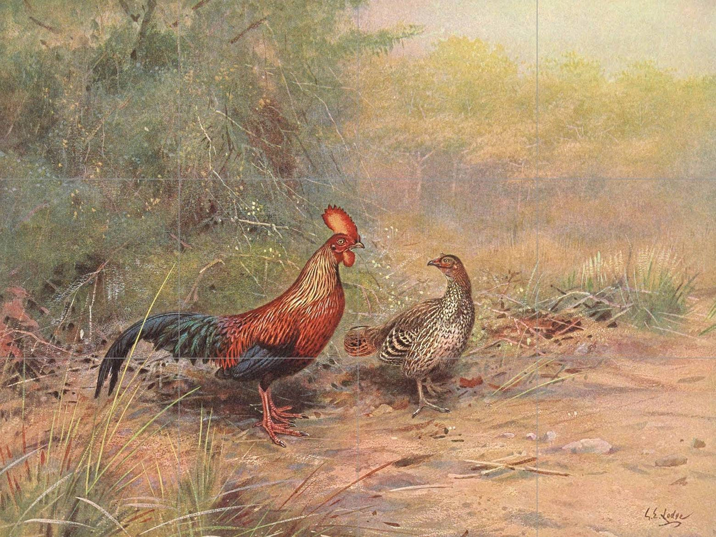Tile Mural/Mosaic Ceramic Panel Ceylon Junglefowl Painting - Edward Lodge print - Rooster Tile Mural - Gloss Tiles - Bird Tile Mosaic