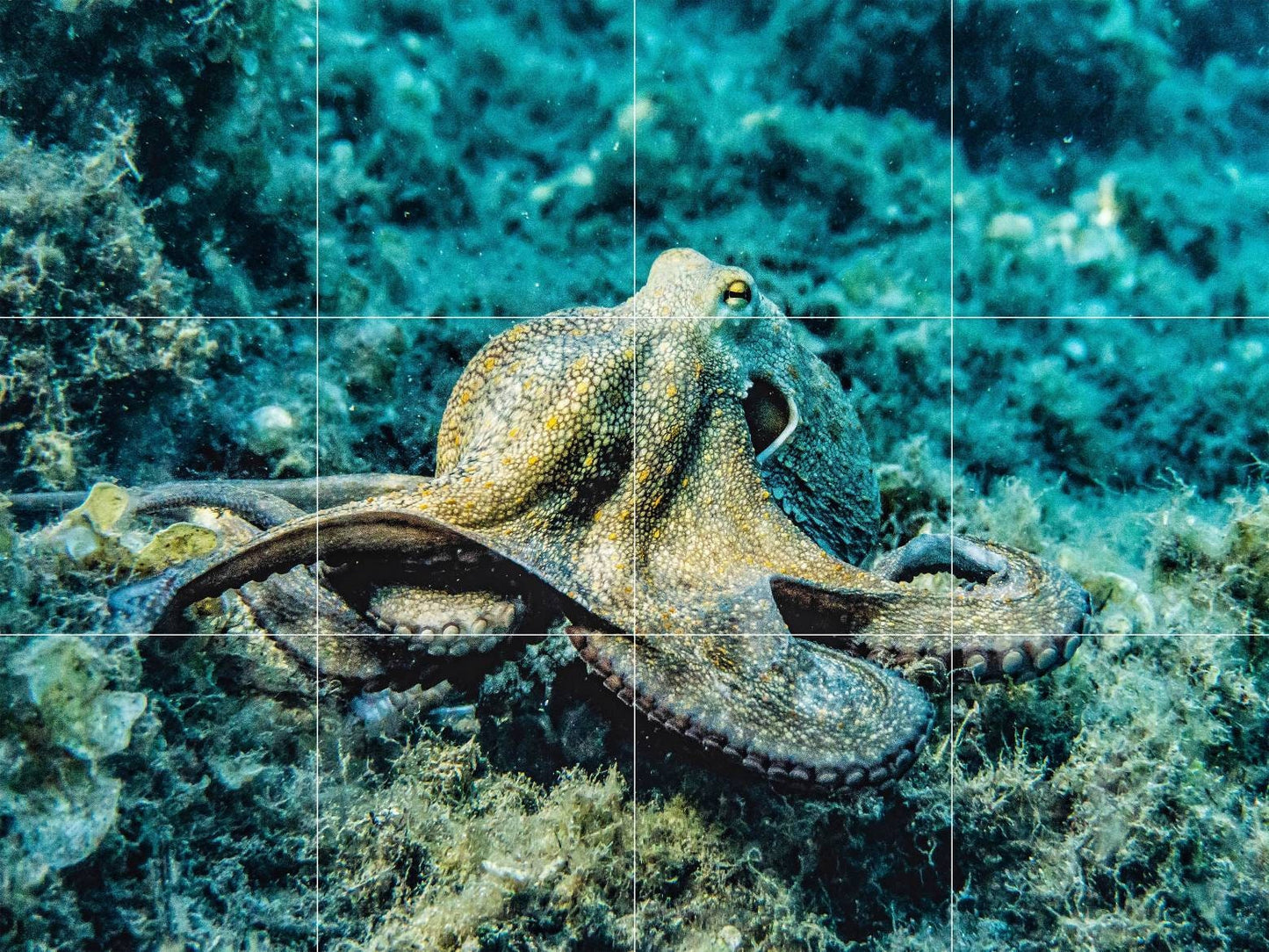 Tile Mural/Mosaic Ceramic Panel of Octopus - Underwater World Wall Art - Tile Mural Art Print - Octopus Mural - Home Decor - Tile Mosaic