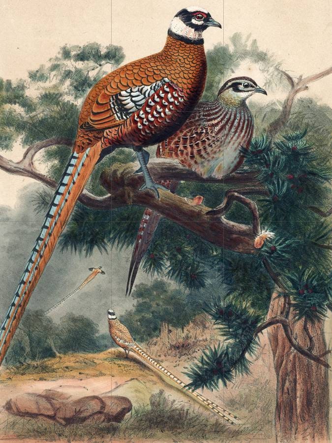 Tile Mural/Mosaic Ceramic Panel of Revees Pheasant - Joseph Wolf - Wall Birds Art Print - Tile Mural - Gloss Tiles - Bird Tile Mosaic