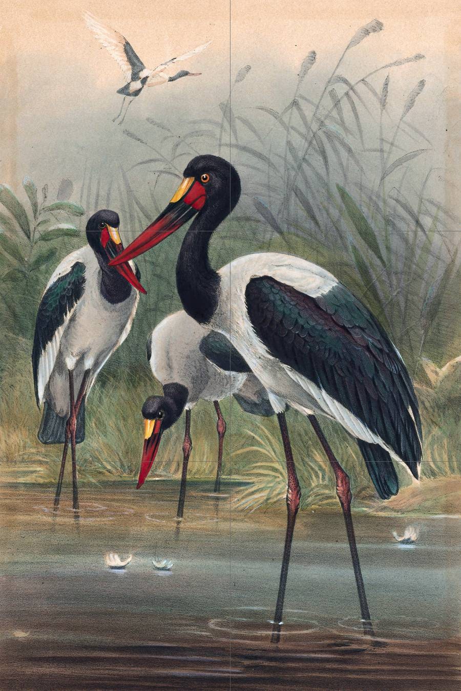 Tile Mural/Mosaic Ceramic Panel of The Saddle-Billed Stork- Joseph Wolf Birds Art Print - Tile Mural - Gloss Tiles - Bird Tile Mosaic