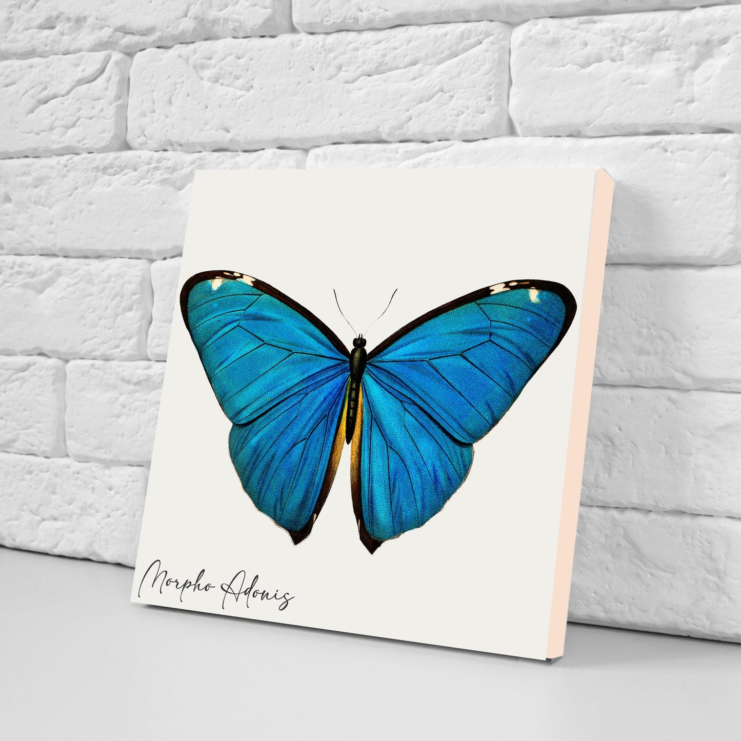 Butterfly vintage illustration Set of 3 Ceramic tiles,Ceramic Decor Tiles,Kitchen Backsplash , Bathroom Tiles, Vintage illustration wall art
