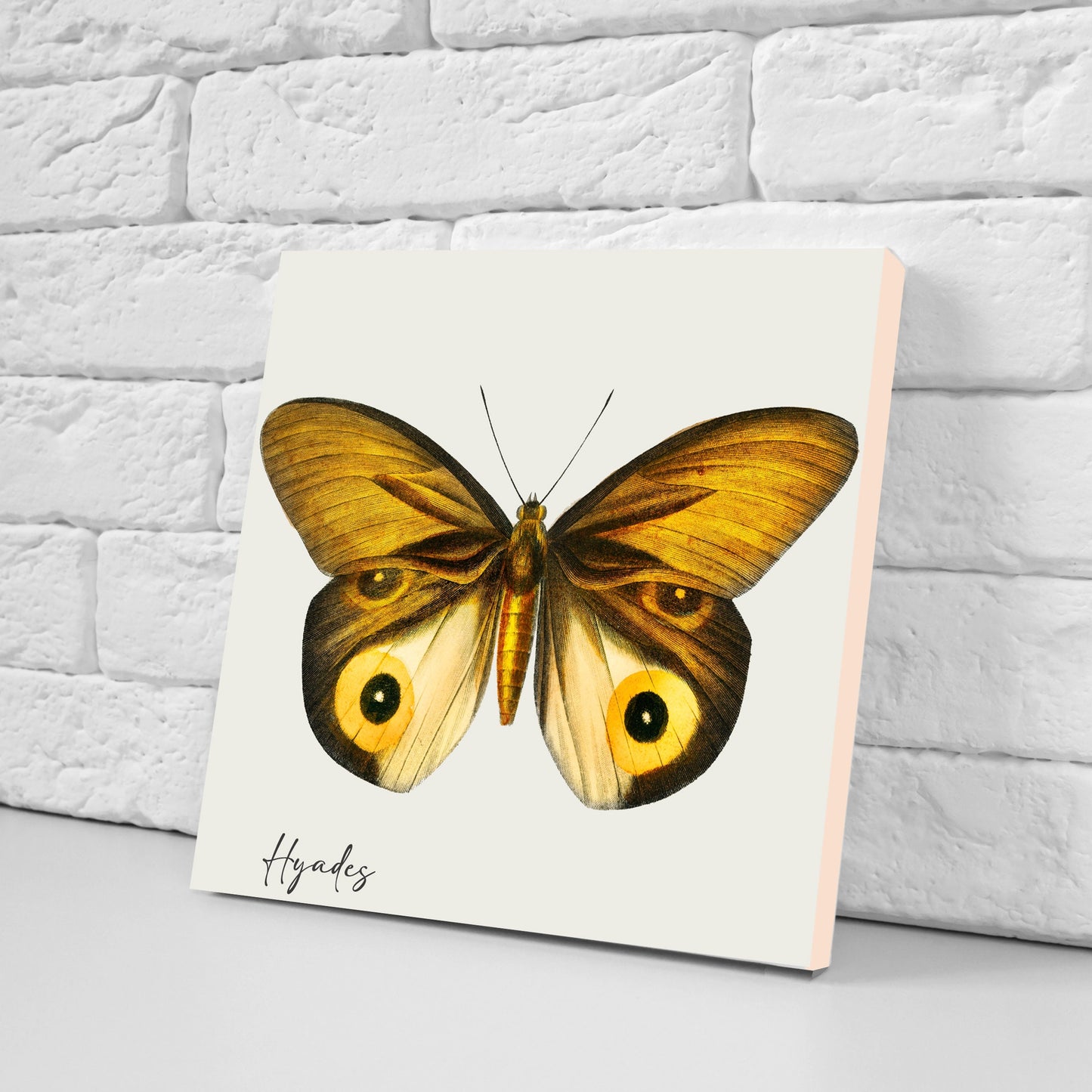 Butterfly vintage illustration Set of 3 Ceramic tiles,Ceramic Decor Tiles,Kitchen Backsplash , Bathroom Tiles, Vintage illustration wall art