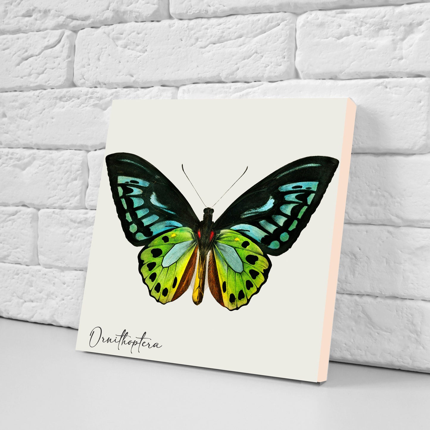 Butterfly vintage illustration Set of 3 Ceramic tiles,Ceramic Decor Tiles,Kitchen Backsplash , Bathroom Tiles, Vintage illustration wall art
