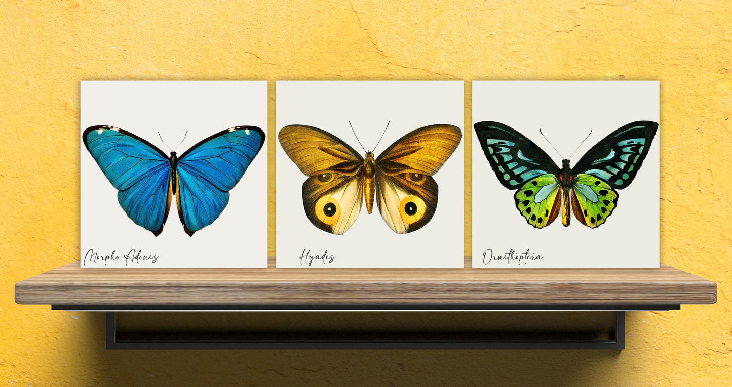 Butterfly vintage illustration Set of 3 Ceramic tiles,Ceramic Decor Tiles,Kitchen Backsplash , Bathroom Tiles, Vintage illustration wall art