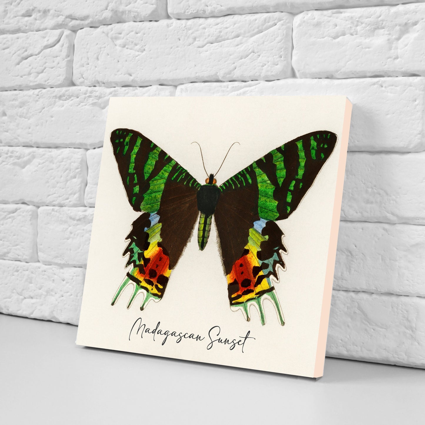 Butterfly vintage illustration Set of 3 Ceramic tiles,Ceramic Decor Tiles,Kitchen Backsplash , Bathroom Tiles, Vintage illustration wall art