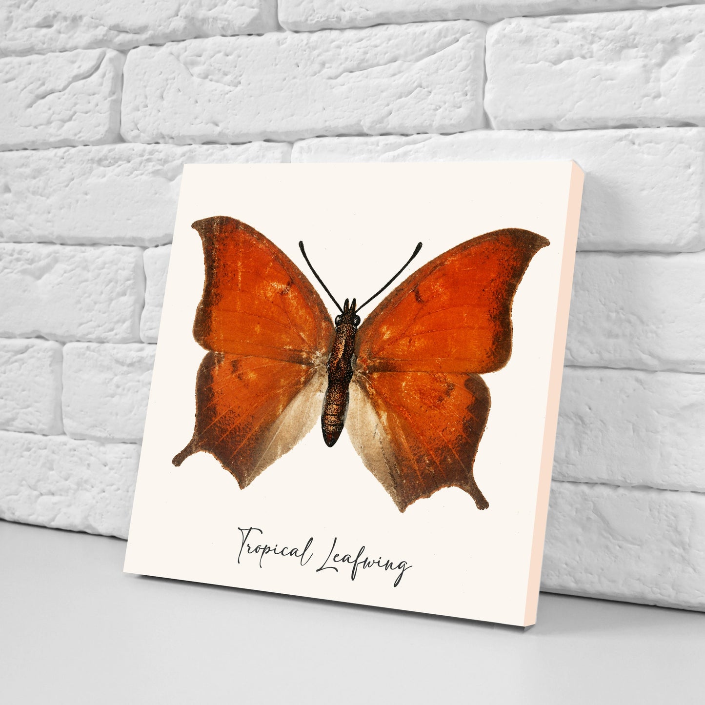 Butterfly vintage illustration Set of 3 Ceramic tiles,Ceramic Decor Tiles,Kitchen Backsplash , Bathroom Tiles, Vintage illustration wall art