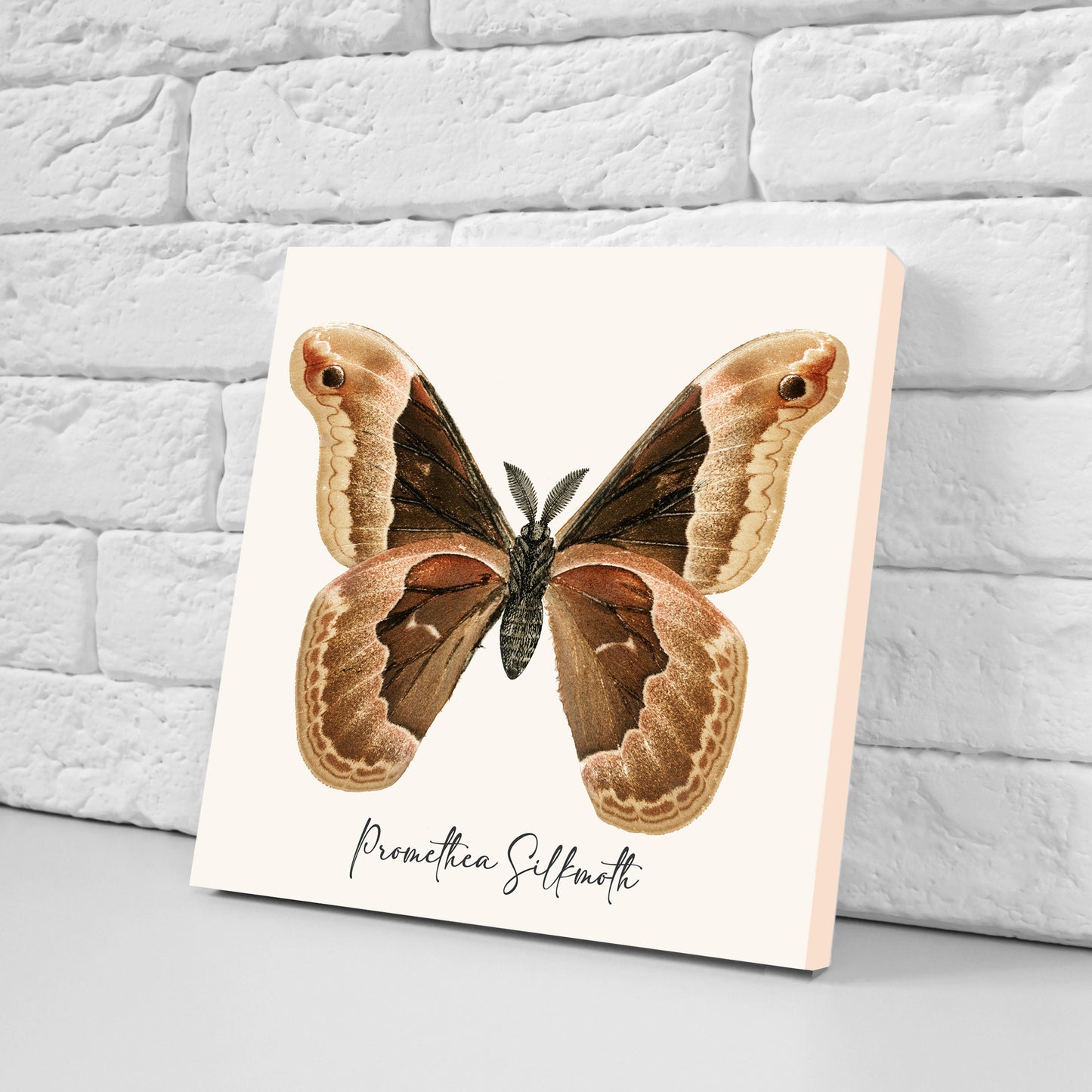 Butterfly vintage illustration Set of 3 Ceramic tiles,Ceramic Decor Tiles,Kitchen Backsplash , Bathroom Tiles, Vintage illustration wall art