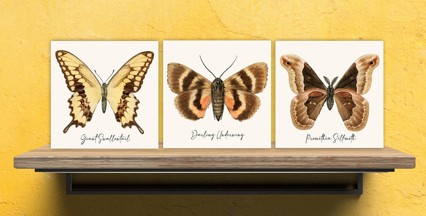 Butterfly vintage illustration Set of 3 Ceramic tiles,Ceramic Decor Tiles,Kitchen Backsplash , Bathroom Tiles, Vintage illustration wall art