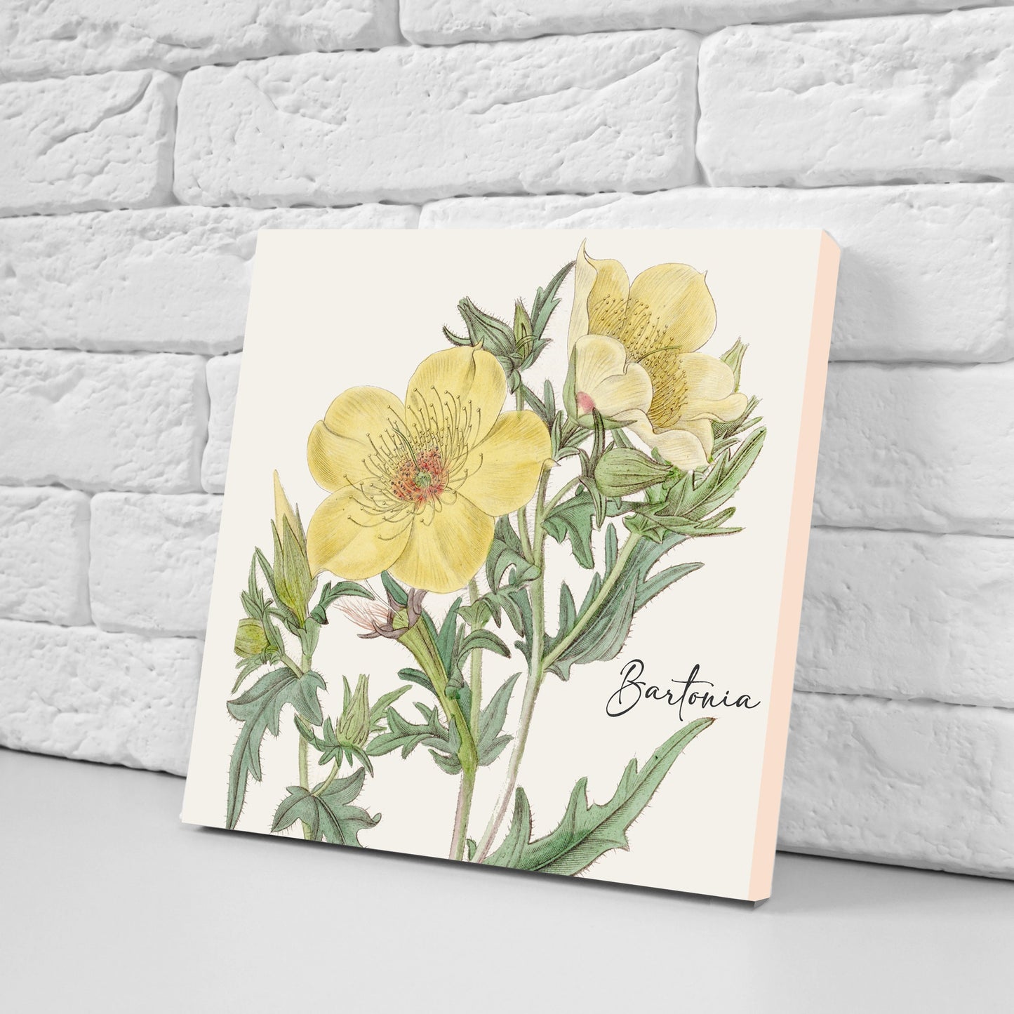 Vintage Botanical Print Ceramic Tiles - Set of 3 Ceramic Decor Tiles - Kitchen Backsplash Tiles, Bathroom Tiles, Botanical wall art