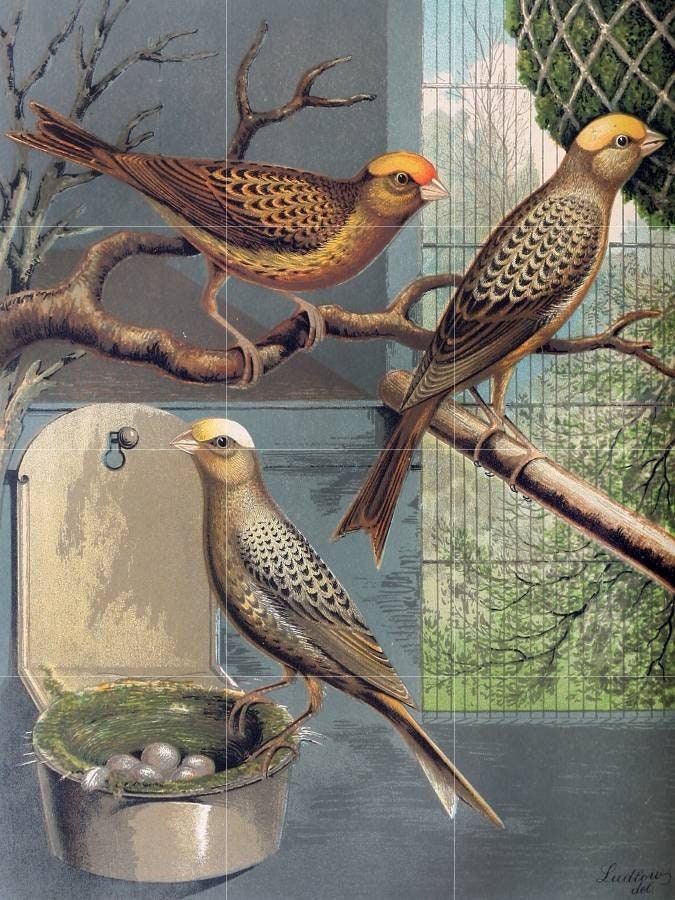 Tile Mural/Mosaic Ceramic Panel of W A Blakston Lizard Canaries - Bird Wall Art - Canaries print - Birds Print - Gloss Tiles - Tile Mosaic
