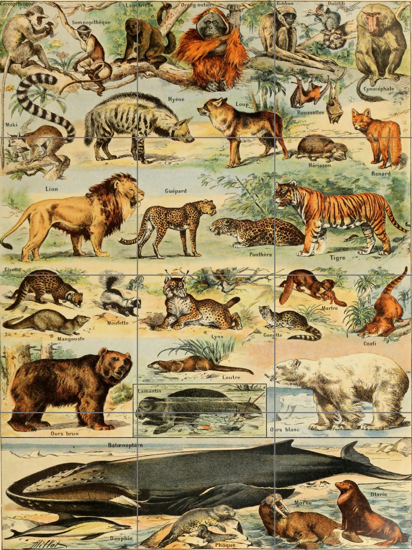 Tile Mural/Mosaic Ceramic Panel of Adolphe Millot Animals Wildlife Vintage Illustration - Mammals Illustration - Millot Print - Tile mural
