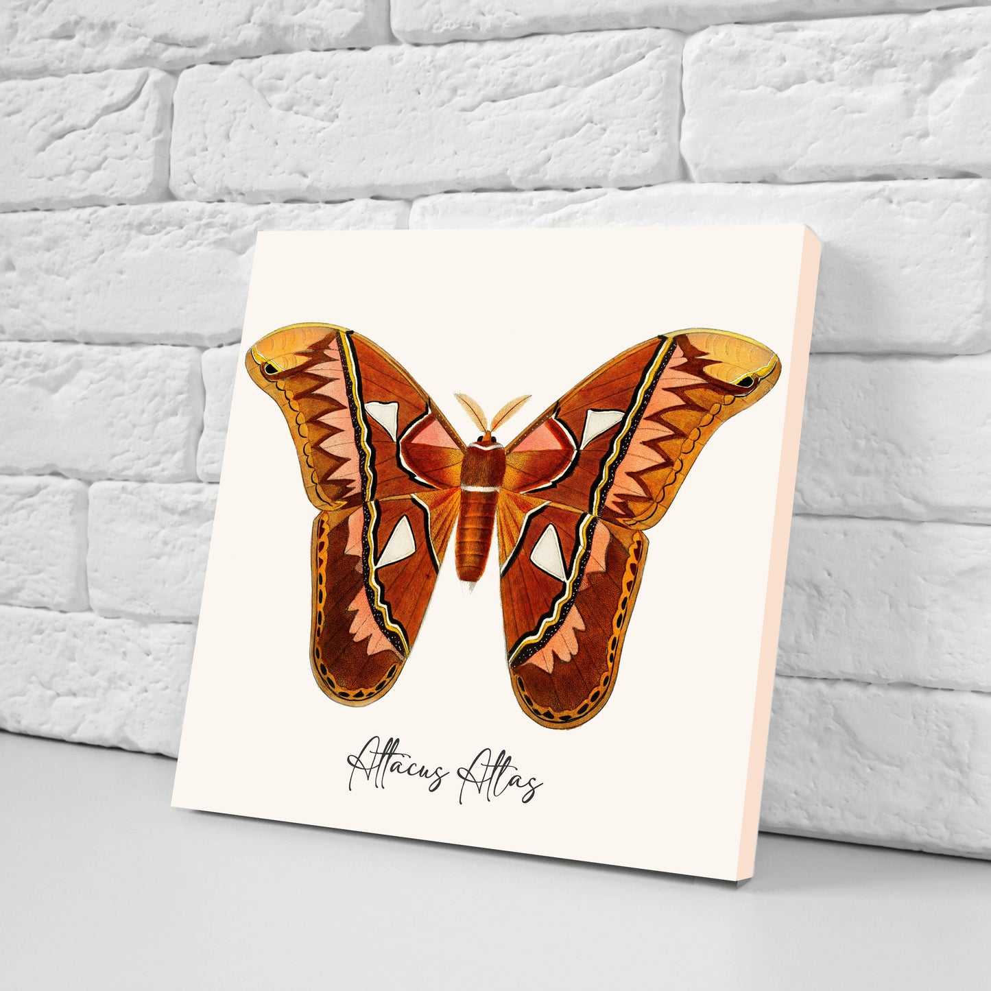 Butterfly vintage illustration Set of 3 Ceramic tiles,Ceramic Decor Tiles,Kitchen Backsplash , Bathroom Tiles, Vintage illustration wall art