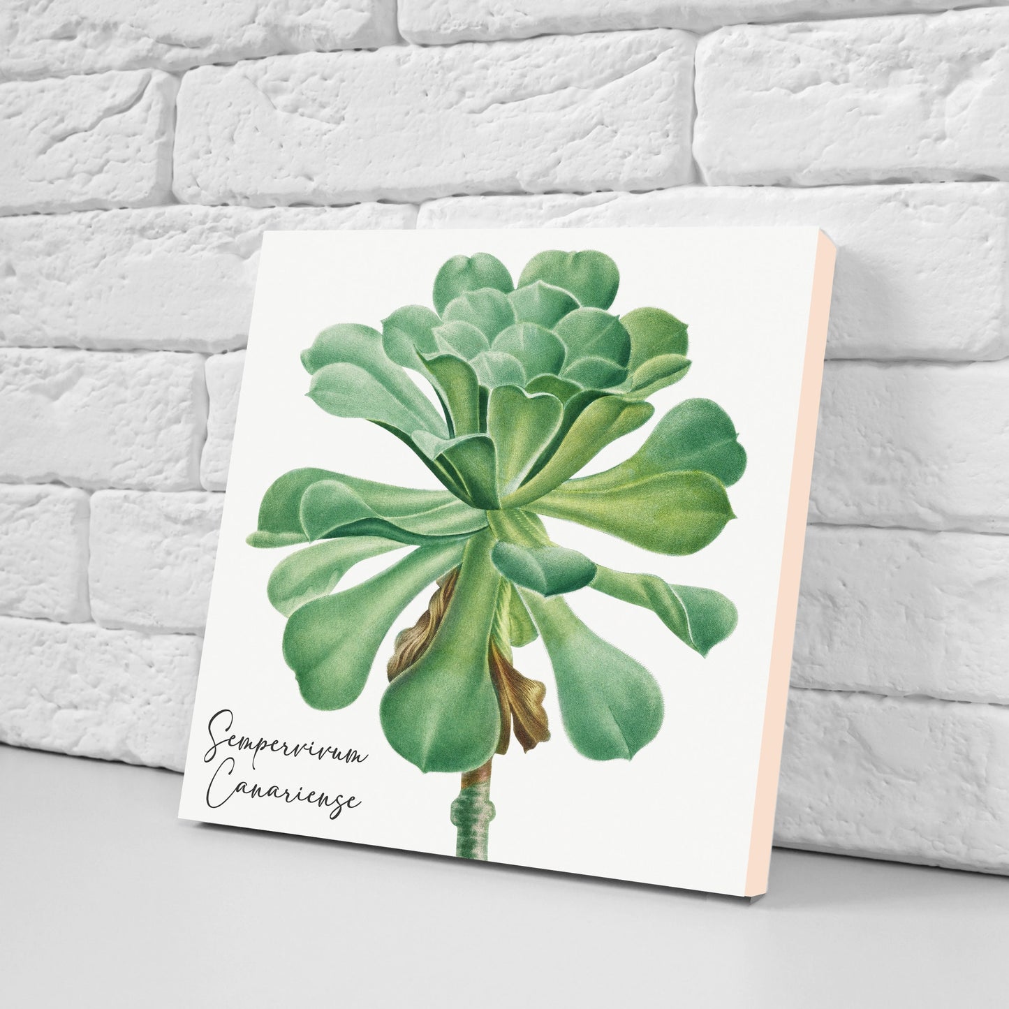Vintage Botanical Print Ceramic Tiles - Set of 3 Ceramic Decor Tiles - Kitchen Backsplash Tiles, Bathroom Tiles, Botanical wall art