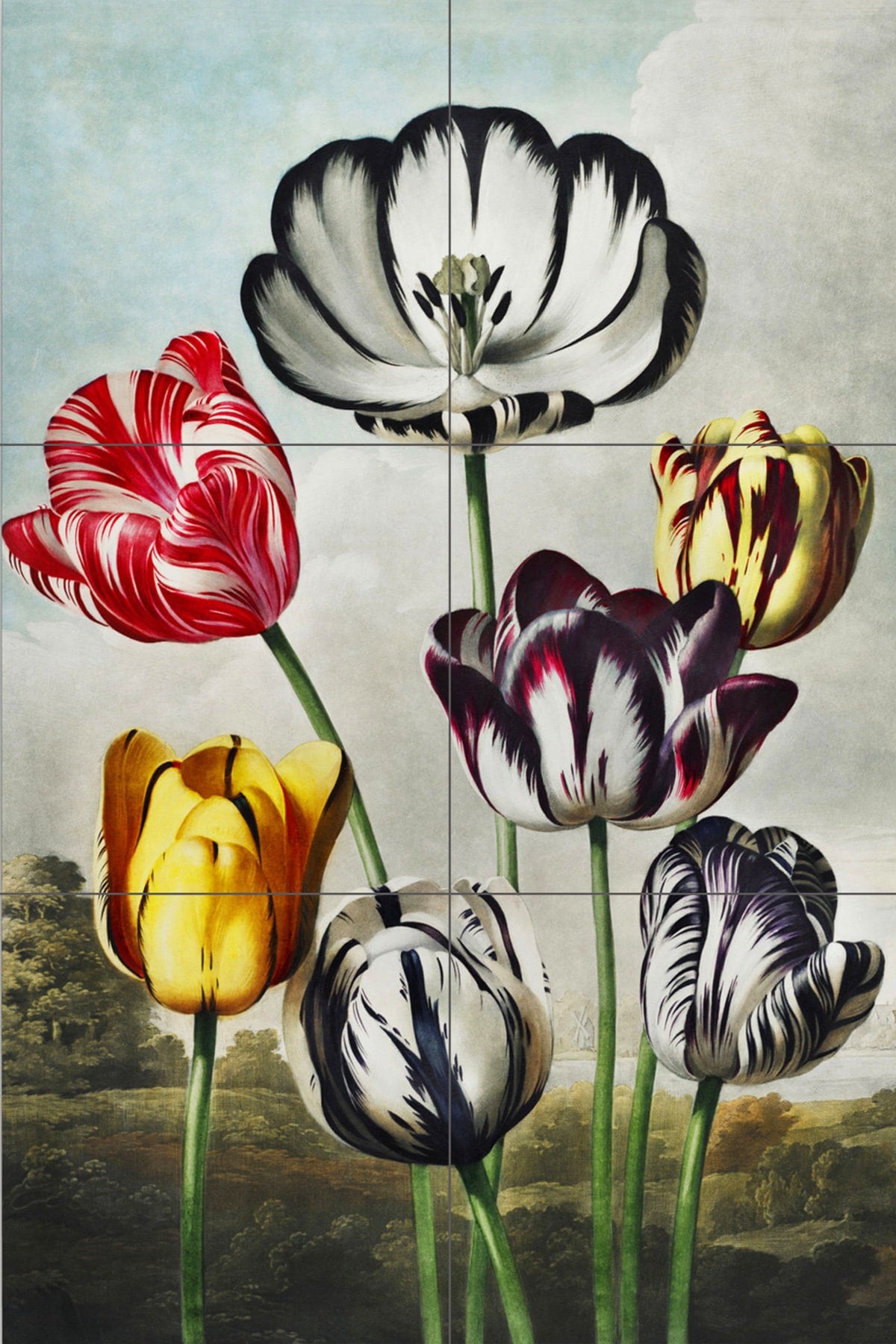 Tile Mural/Mosaic Ceramic Panel of Tulips by Robert John Thornton - Tulips wall print - John Thornton print - Tile Mural - Tile Mosaic