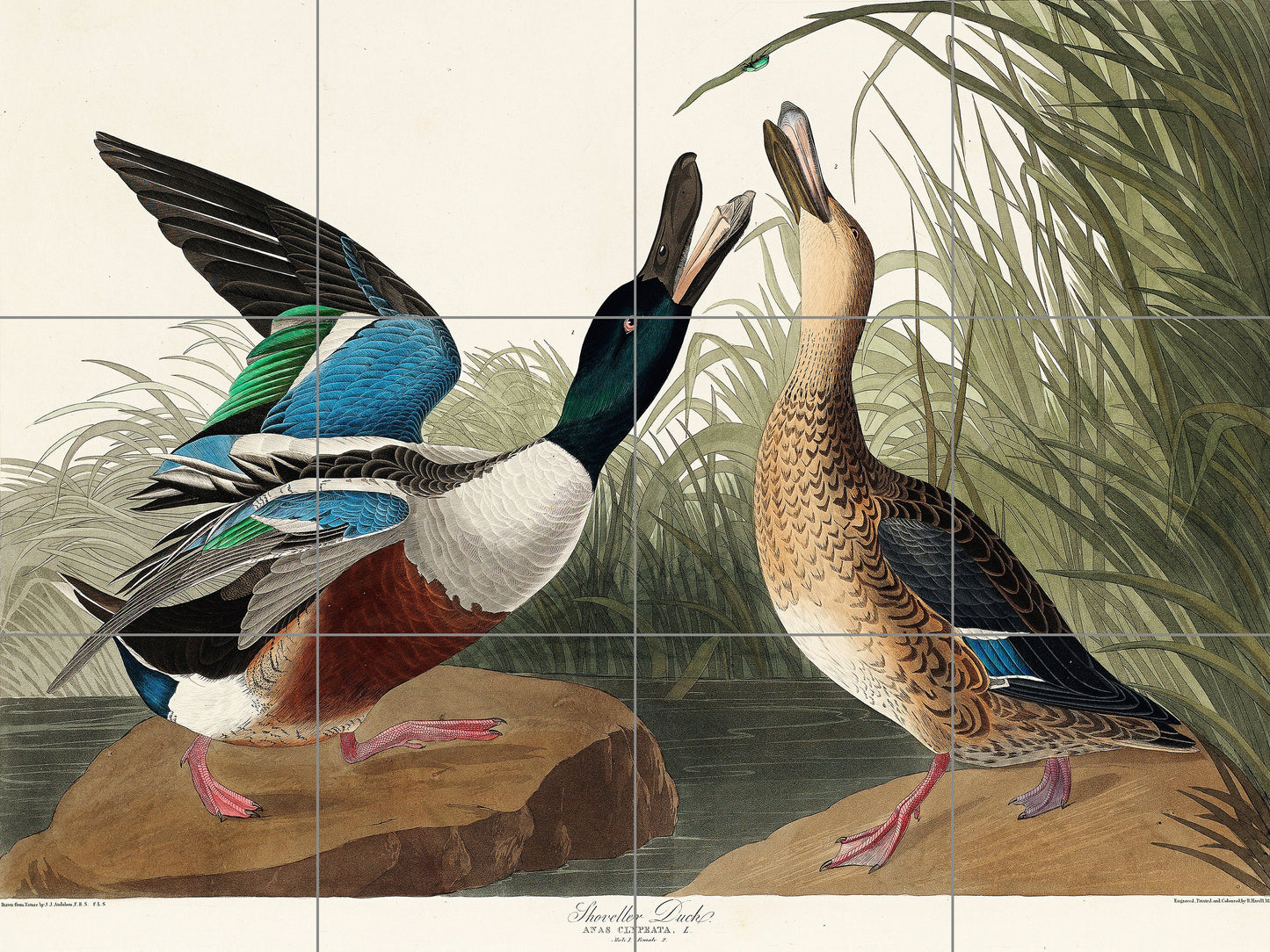 Tile Mural/Mosaic Ceramic Panel of James Audubon Shoveller Ducks - Ducks print - Tile Mural - Gloss Tiles - Bird Tile Mosaic - Accent tiles
