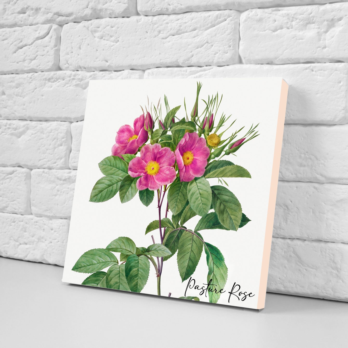 Vintage Botanical Print Ceramic Tiles - Set of 3 Ceramic Decor Tiles - Kitchen Backsplash Tiles, Bathroom Tiles, Botanical wall art