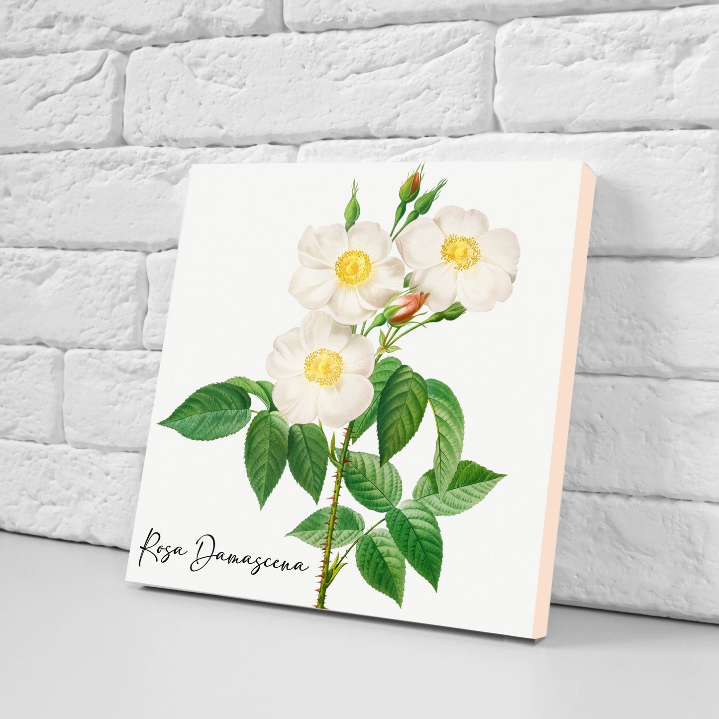 Vintage Botanical Print Ceramic Tiles - Set of 3 Ceramic Decor Tiles - Kitchen Backsplash Tiles, Bathroom Tiles, Botanical wall art