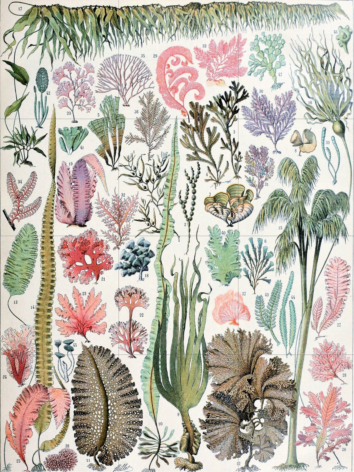 Tile Mural/Mosaic Ceramic Panel of Algea - Adolphe Millot - Botanical Print - Botanica Wall Art - Plant Mural Mosaic