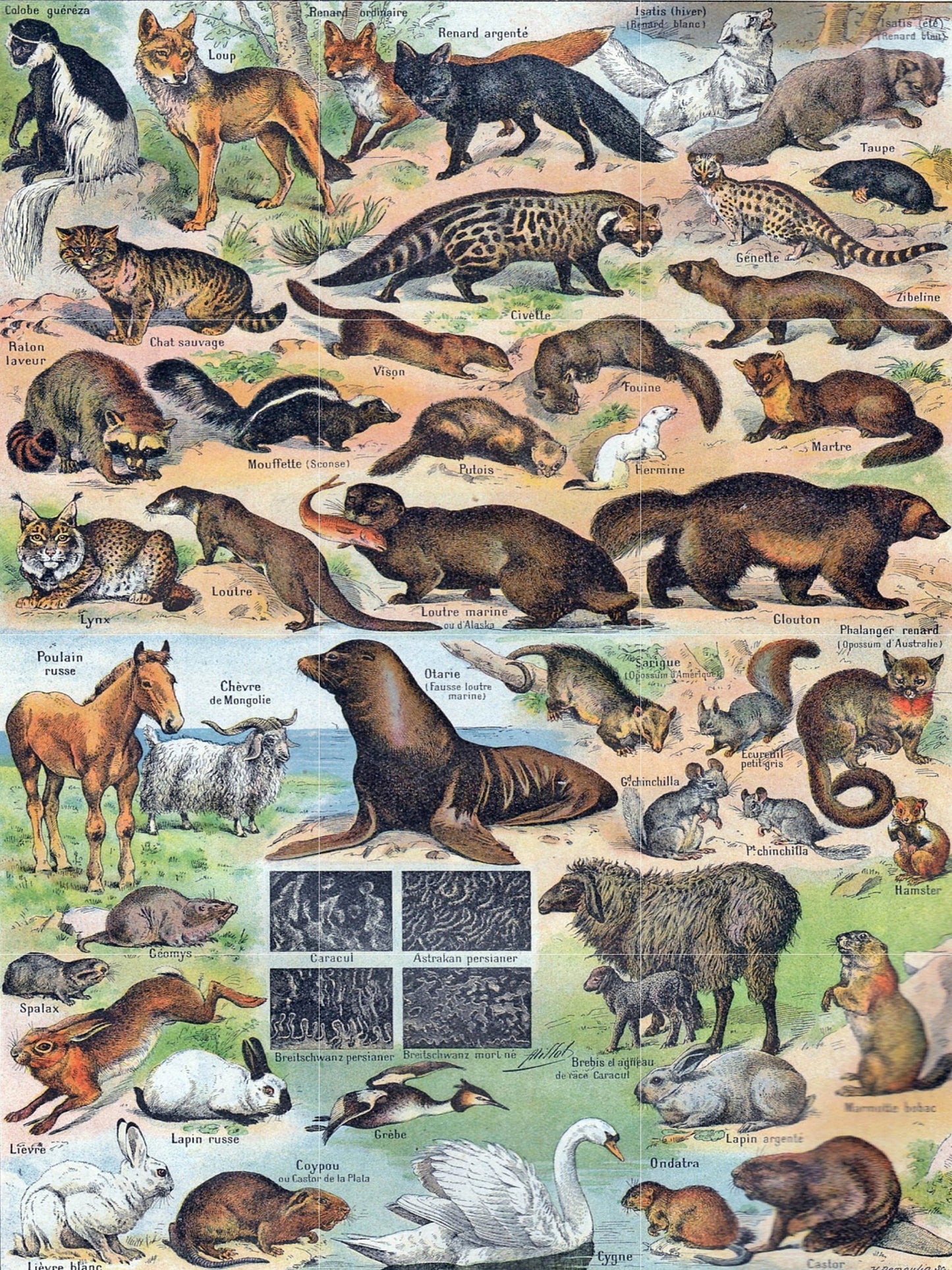 Tile Mural/Mosaic Ceramic Panel of Fury Animals - Adolphe Millot - Vintage Print - Animal Wall Art - Adolphe Millot Vintage Illustration